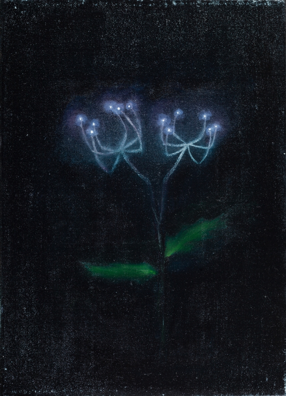 Gemälde von Michael Tauschke Geister Spinnenlilie Öl auf Leinwand;Öl auf Leinwand,32 x 23 cm,Geister, Geisterhaft, Spinnenlilie, Glimmen, Dunkelheit, Licht, Leuchten, Lasur; 